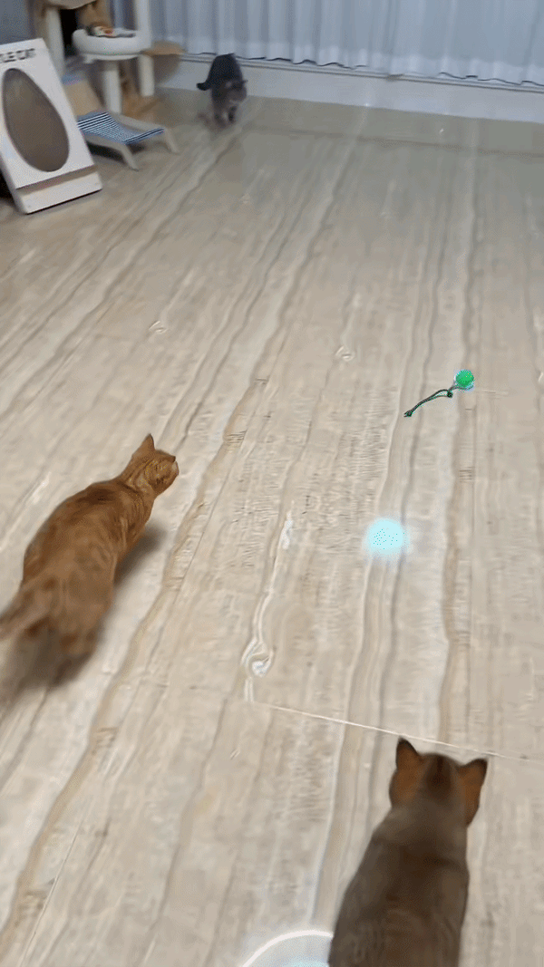 My Cat's Favorite Toy!